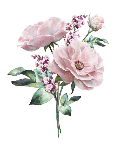 گل های آبرنگ تصویر گل گل در رنگ های پاستلی رز صورتی شاخه گل ایزوله شده در پس زمینه سفید برگ و جوانه ترکیب زیبا برای عروسی یا کارت تبریک
