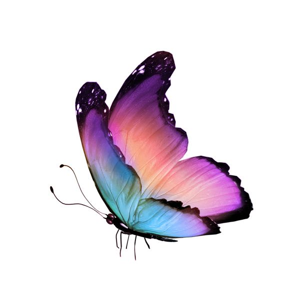 پروانه رنگی جدا شده در زمینه سفید
