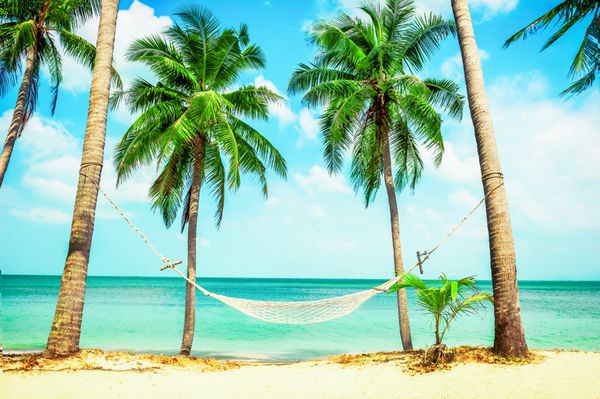 ساحل زیبا بانوج بین دو درخت نخل در ساحل مفهوم تعطیلات و تعطیلات ساحل استوایی