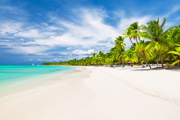درختان نخل نارگیل در ساحل شنی سفید در دریای کارائیب جزیره سائونا جمهوری دومینیکن