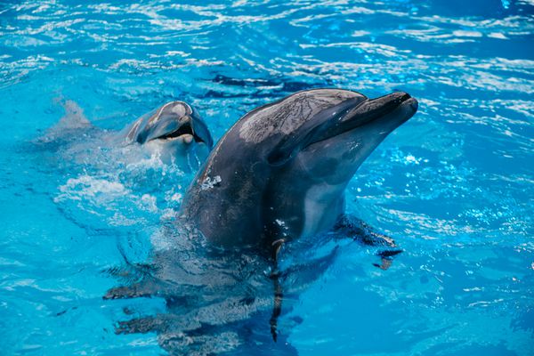 دلفین ها در استخر شنا می کنند