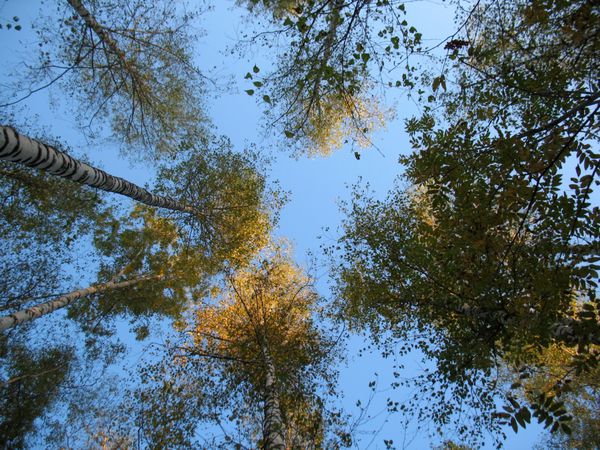 درختان کاج و آسمان آبی نمای از پایین به بالا