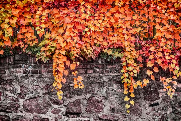 شاخ و برگ پاییزی انگور وحشی روی دیوار یا حصار سنگی پس زمینه طبیعت در فضای باز محوطه سازی