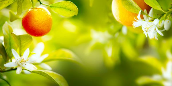 پرتقال رسیده یا نارنگی که روی درخت آویزان است پرتقال آبدار ارگانیک زیبا در حال رشد در Sunny Orchard مرکبات ارگانیک
