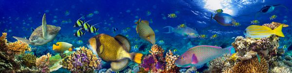 چشم انداز صخره های مرجانی زیر آب پس زمینه پانورامای گسترده در اقیانوس آبی عمیق با ماهی های رنگارنگ و حیات دریایی