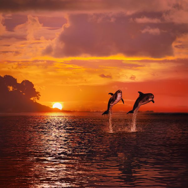 غروب نارنجی در دریا و دو دلفین بازیگوش زیبا که از آب می پرند