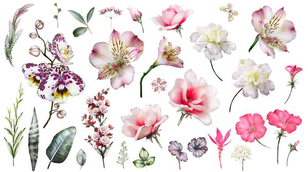 مجموعه صورتی گرمسیری با عناصر گیاهان - برگ گل تصویر گیاه شناسی جدا شده در پس زمینه سفید طبیعت گلی آبرنگ ست عجیب و غریب با ارکیده هیبیسکوس