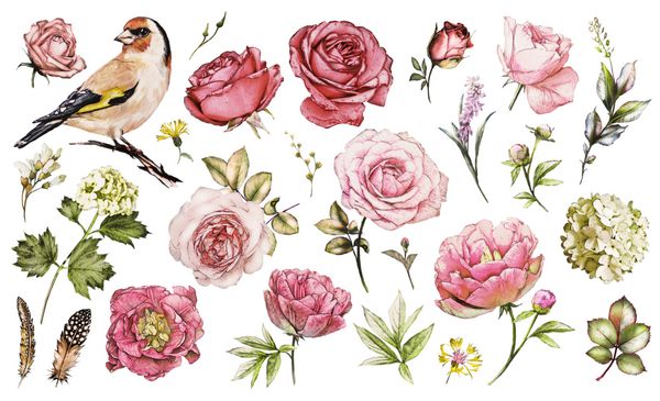 مجموعه عناصر آبرنگ گل رز گل صد تومانی ادریسی باغ مجموعه و گل های وحشی برگ ها شاخه ها تصویر جدا شده در زمینه سفید پرنده - فنچ جوانه صورتی