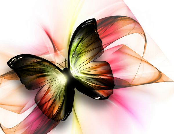 پروانه زیبا و زیبا در زمینه روشن