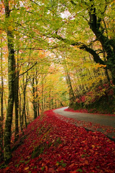 جاده ای در چوب پاییزی در ماتا دا آلبرگاریا پارک ملی گرس پرتغال
