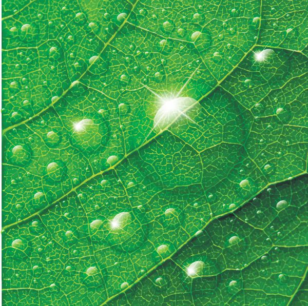 وکتور قطرات آب در پس زمینه ماکرو برگ سبز