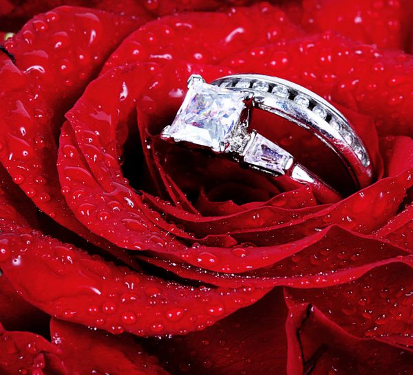 مجموعه حلقه های ازدواج در گل رز قرمز از نزدیک با قطرات آب گرفته شده است