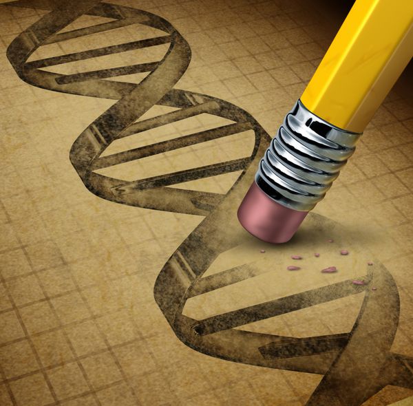 مهندسی ژنتیک و دستکاری DNA به عنوان علم بیوتکنولوژی غذاهای اصلاح شده ژنتیکی یا موجودات زنده به عنوان تصویری از یک رشته DNA بر روی بافت پوستی تغییر یافته توسط یک مداد پاک کن