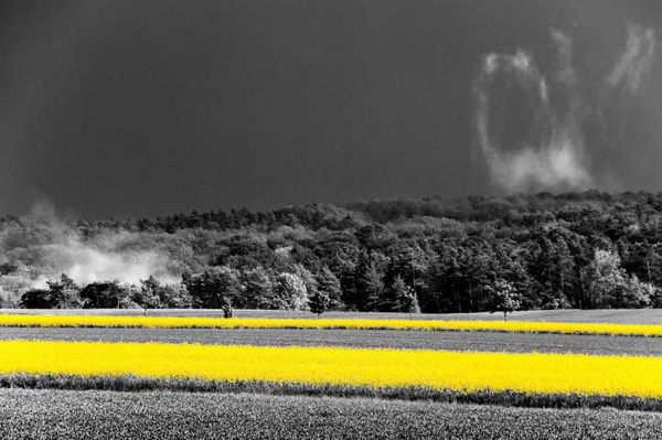 مزارع کلزای زرد درخشان در منظره ای سیاه و سفید
