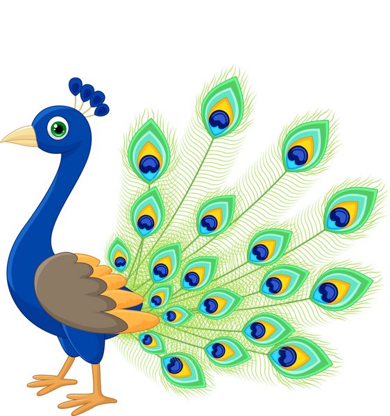 کارتون طاووس