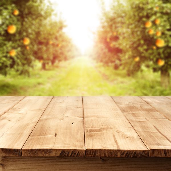 میوه های نارنجی و آفتاب تابستانی در باغ و میز چوبی زرد