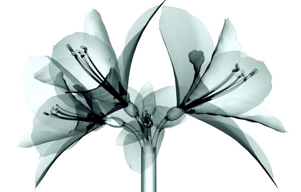 تصویر xray از یک گل جدا شده روی سفید آماریلیس