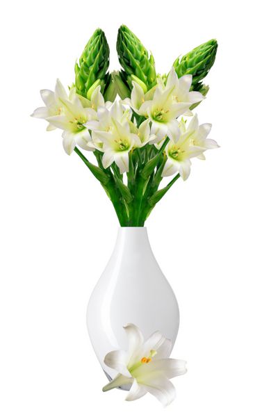 زنبق سفید زیبا در گلدان جدا شده در زمینه سفید