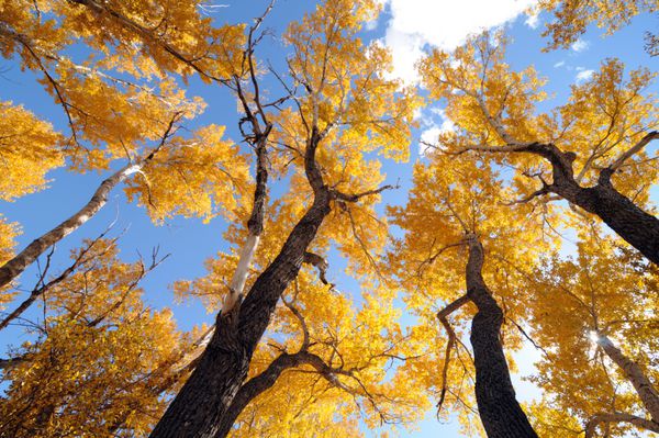 خاکستر طلایی پاییزی و آسمان آبی - نمای عریض و کم زاویه درختان خاکستر طلایی در برابر آسمان آبی