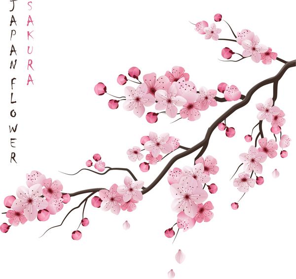 ساکورا ژاپنی شاخه گیلاس واقع گرایانه با وکتور گل های شکوفه