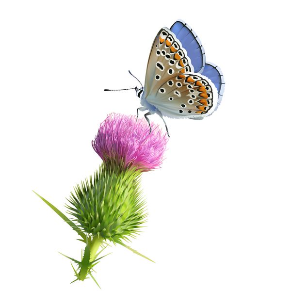 پروانه آدونیس آبی روی گل خار وکتور دستی از پروانه آبی آدونیس نر Polyomatus bellargus که روی گل خار قرار گرفته است پس زمینه سفید