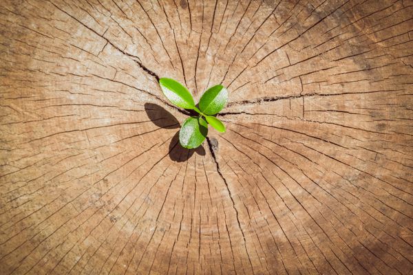 رشد نهال قوی در مرکز تنه درخت به عنوان یک مفهوم حمایتی برای ساختن آینده تمرکز بر زندگی جدید