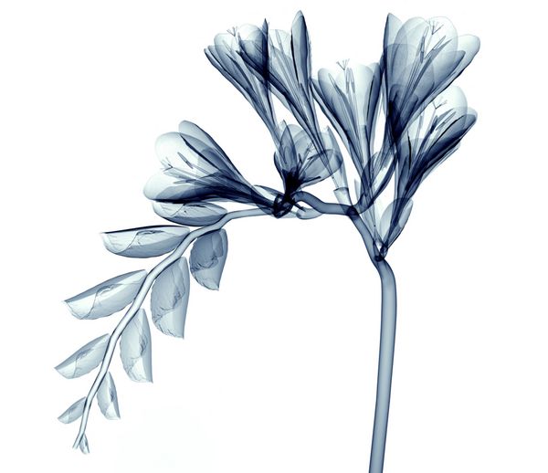 تصویر اشعه ایکس از یک گل جدا شده روی سفید تصویر فریزیا سه بعدی