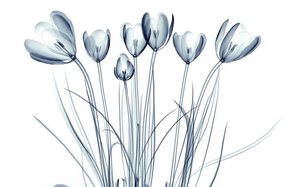 تصویر اشعه ایکس از یک گل جدا شده روی سفید تصویر 3 بعدی کروکوس