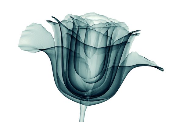 تصویر اشعه ایکس از یک گل جدا شده روی سفید تصویر سه بعدی گل رز