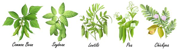 گیاهان حبوبات لوبیا معمولی سویا عدس نخود نخود مجموعه ای از تصاویر وکتور طراحی شده با دست از گیاهان مختلف حبوبات در پس زمینه سفید