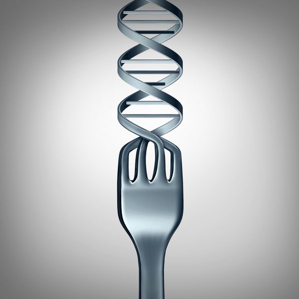 مفهوم غذای DNA و غذاهای اصلاح شده ژنتیکی به عنوان چنگال شام فلزی به شکل یک مارپیچ دوتایی به عنوان نمادی برای تغذیه تغییر یافته ژنی یا خوردن یک محصول GMO به عنوان یک تصویر سه بعدی