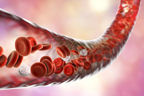 رگ خونی با سلول های خونی در حال جریان تصویر سه بعدی