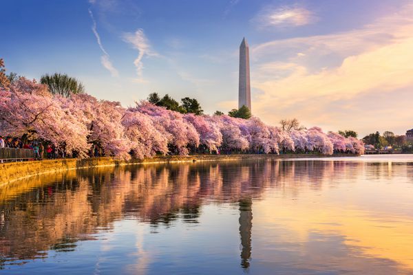 واشنگتن دی سی ایالات متحده در حوضه جزر و مد با بنای یادبود واشنگتن در فصل بهار