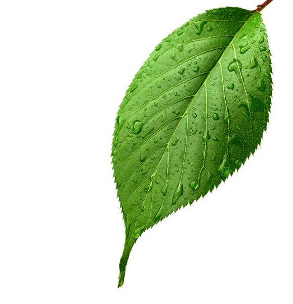 برگ سبز با قطرات آب نمای نزدیک