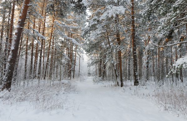 روز سرد در جنگل برفی زمستان