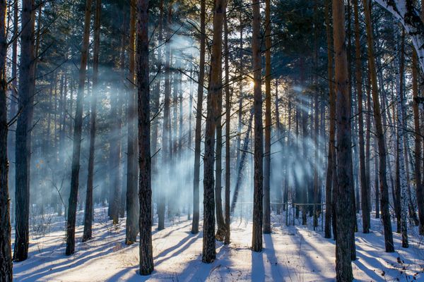 جنگل کاج شگفت انگیز چشم انداز زمستانی اشعه خورشید از میان درختان می گذرد