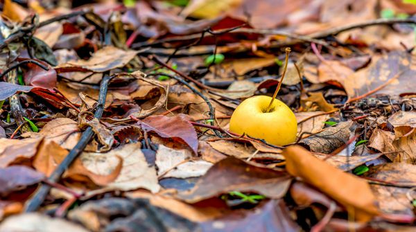 سیب زرد پاییزی در برگ های پاییزی