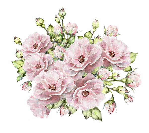 گل های آبرنگ تصویر گل گل در رنگ های پاستلی رز صورتی شاخه گل ایزوله شده در پس زمینه سفید برگ و جوانه ترکیب زیبا برای عروسی کارت تبریک