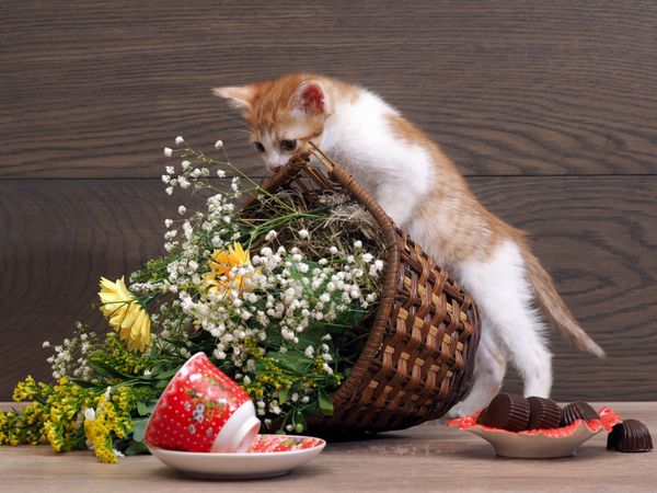 بچه گربه است - سبد گل خود را رها می کند فنجان چای معکوس گربه روی میز به هم ریخت