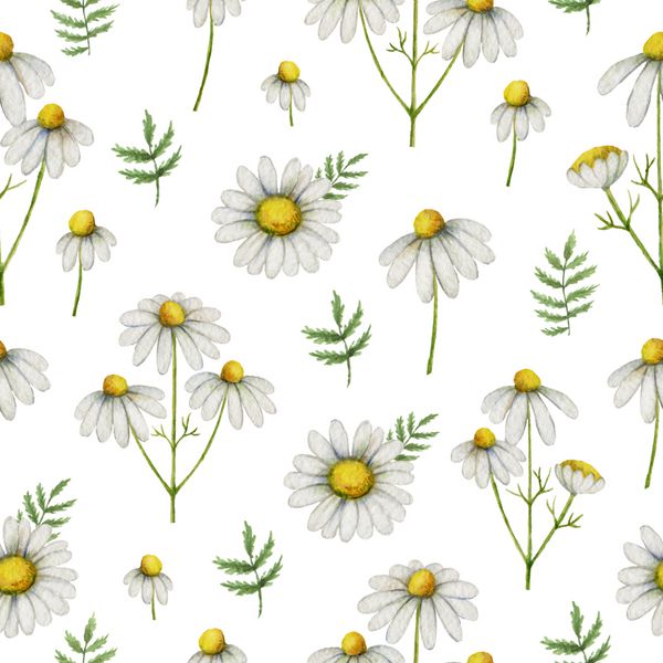 الگوی بدون درز بابونه آبرنگ از گل و برگ جدا شده در زمینه سفید تصویر برای طراحی محصولات مراقبت های بهداشتی لوازم آرایشی طبیعی هومیوپاتی چای گیاهی و منسوجات