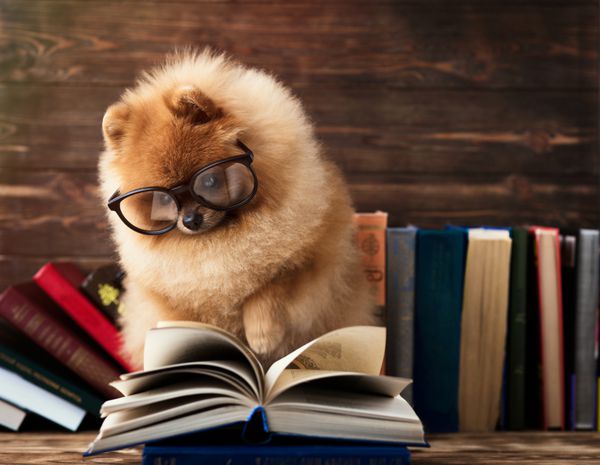 سگ پامرانین باهوش با کتاب سگی که در پتویی با کتاب پناه گرفته است سگ جدی با عینک سگ در کتابخانه