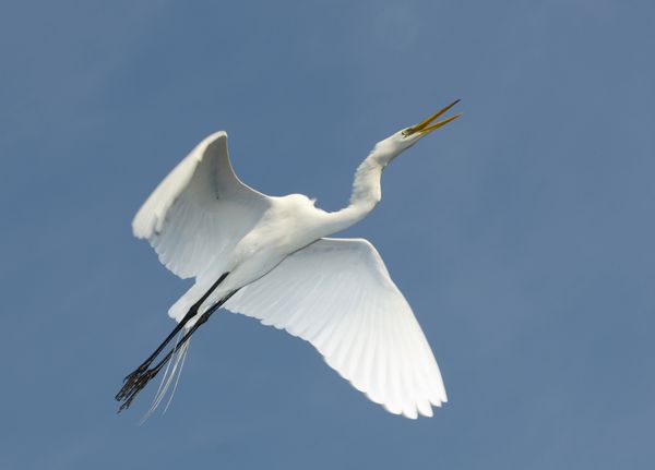 اگرت بزرگ Ardea alba در حال پرواز از زیر بال ها با زمینه آسمان آبی