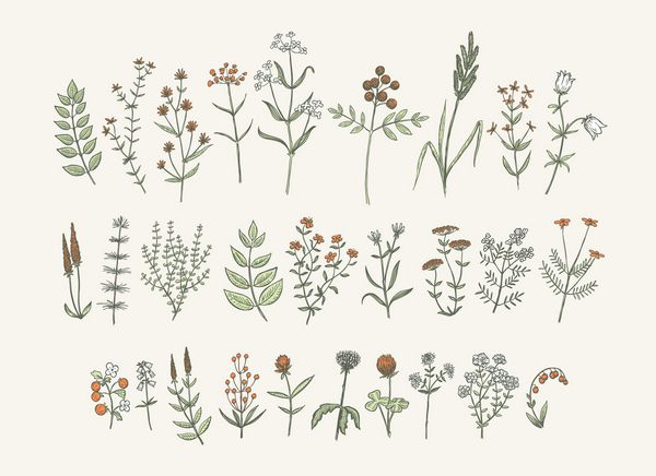 مجموعه ای از گل های طراحی شده با دست مجموعه تصویرسازی گل ها و گیاهان به سبک وینتیج عناصر وکتور خلاقانه گل برای بسته بندی تزئین کارت پستال
