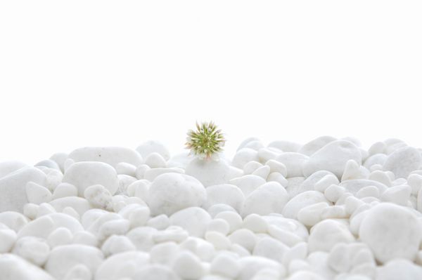 گل سبز روی توده ای از سنگ های سفید