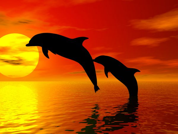 تصویری از جهش دلفین ها در هوا