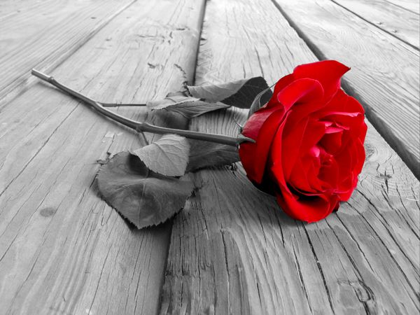 گل رز قرمز روی جریان چوب - سیاه و سفید