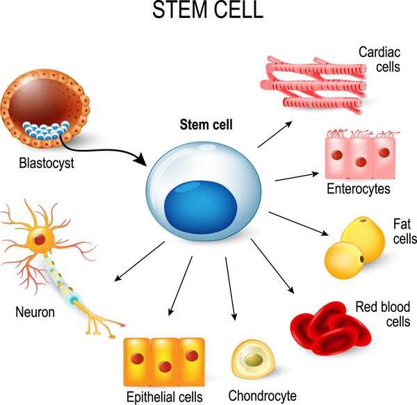 سلولهای بنیادی این توده سلولی داخلی از یک بلاستوسیست این سلول های بنیادی می توانند به هر بافتی در بدن تبدیل شوند به عنوان مثال سلول های عصبی سلول های غضروفی انتروسیت ها گلبول های قرمز ماهیچه ها سلول های چربی یا اپیتلیال