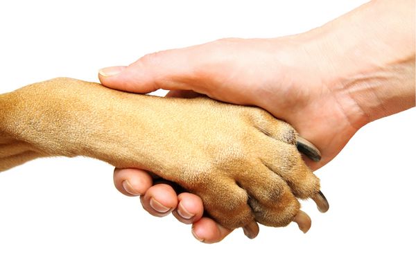 پنجه سگ و دست انسان در حال دست دادن جدا شده روی سفید