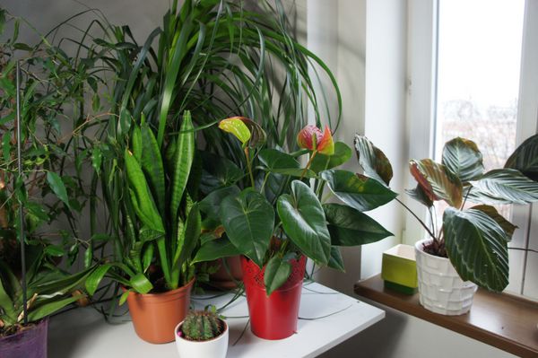 ترکیبی از گیاهان آپارتمانی در اتاق سفید