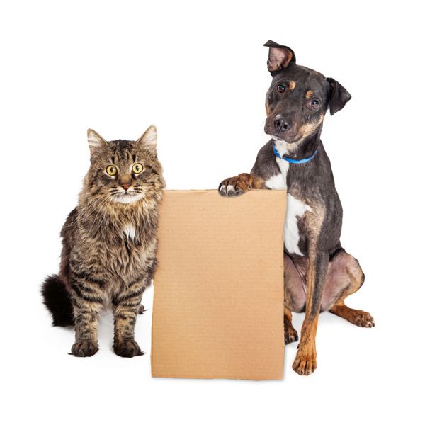 سگ و گربه با تابلوی مقوایی خالی